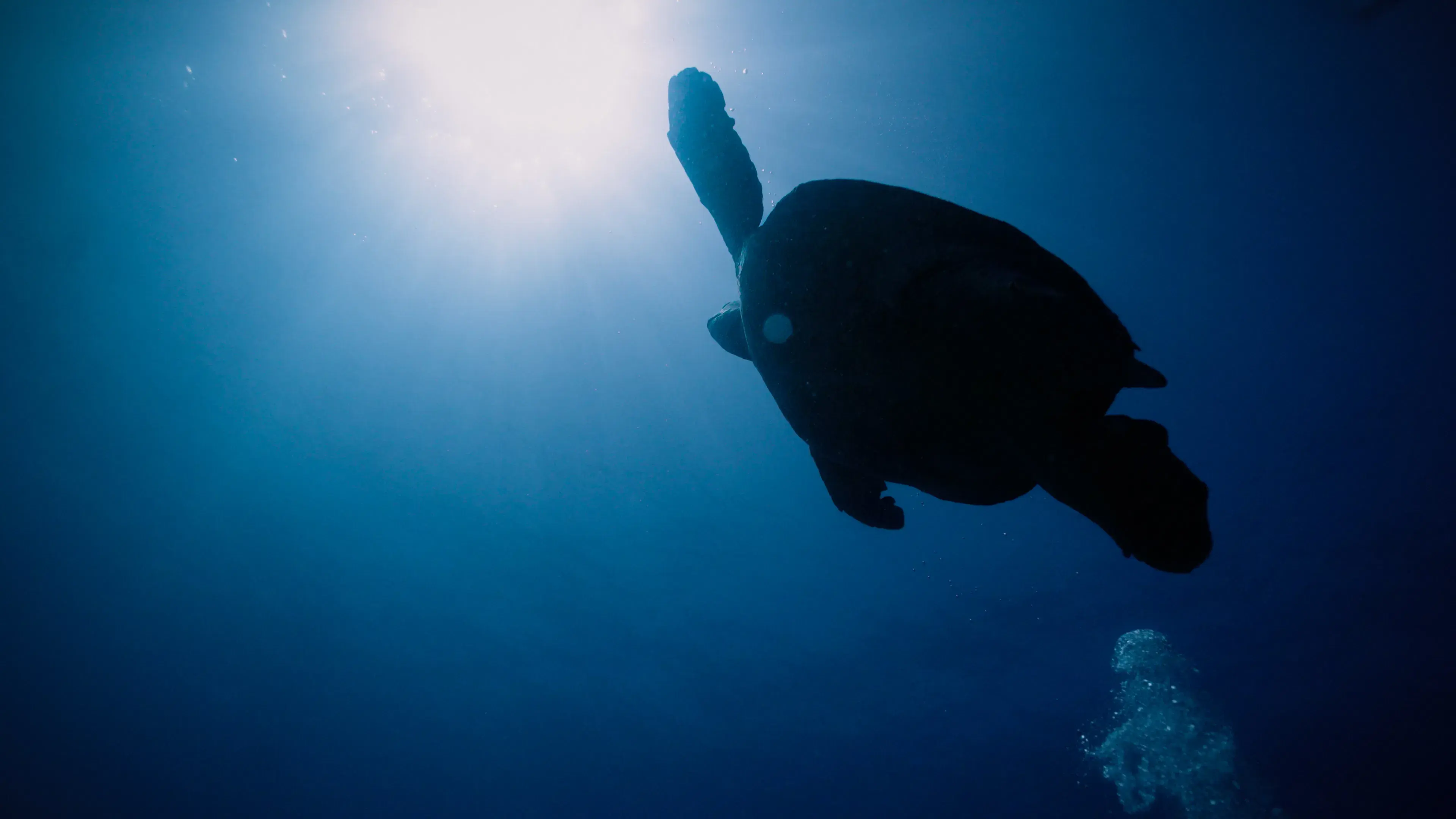 Return: Saving turtles