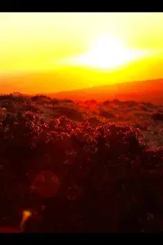 Todos tienen algo Desierto