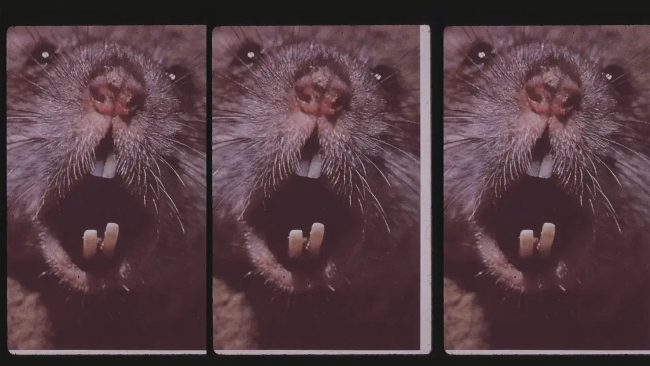 Living Without Menace